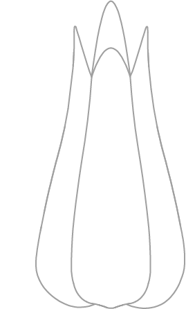 LiliumVase